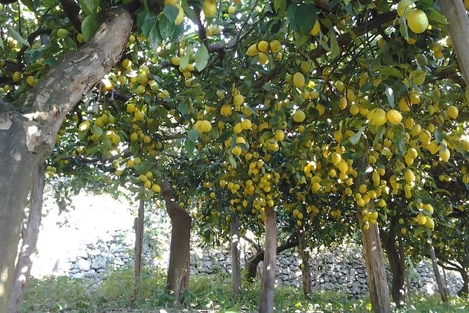 Amalfi Coast - Maiori: Path of Lemons Tour with Tasting - The extra farm visit fee (€15): when it’s worth paying more