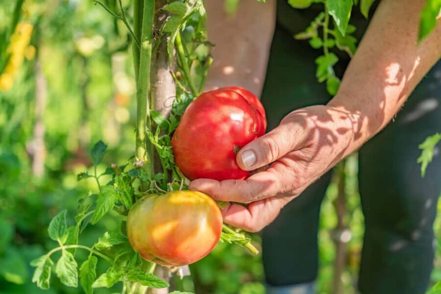 Amalfi Coast: Pizza & Mozzarella Class with Farmhouse visit - Key highlights worth your time