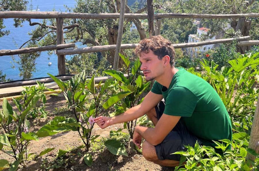 Amalfi Coast: Pizza & Mozzarella Class with Farmhouse visit - Wood-Fired Oven baking with sea views: what to watch for