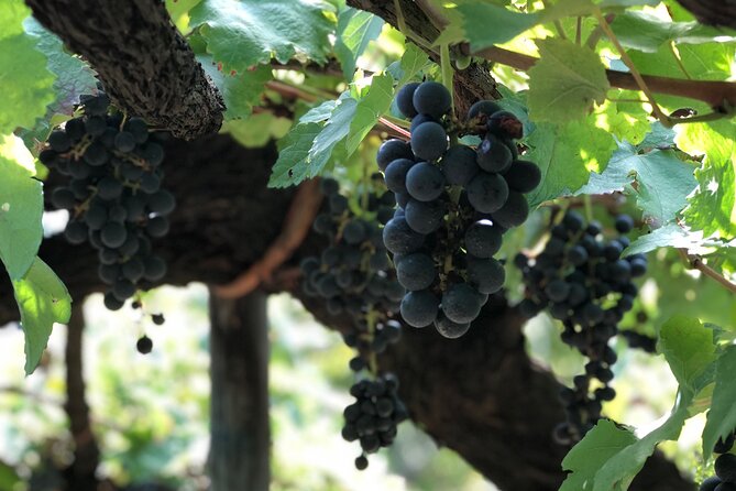 Amalfi coast private tour with Amalfi Ravello and Wine Tour from Positano - Price and Value: What $590.60 Per Person Is Really Covering