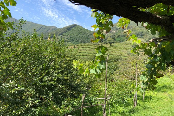 Amalfi coast private tour with Amalfi Ravello and Wine Tour from Positano - Ravello: Garden Views, Wagner Connections, and the Villa Cimbrone Option