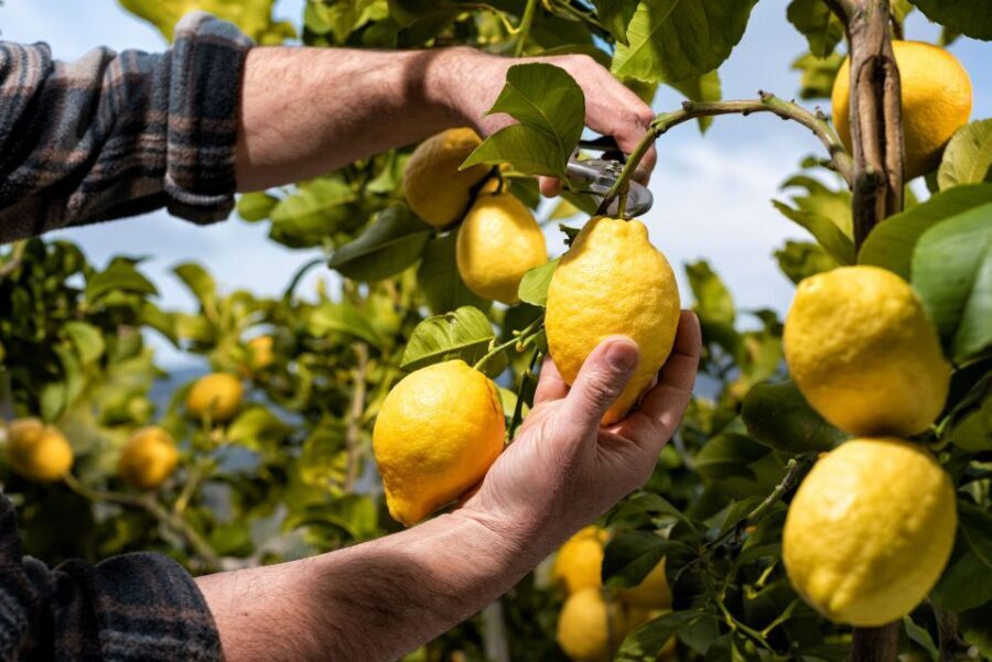 Amalfi: Cooking Class and Farmhouse Visit With Meal - Pick your own ingredients: gloves, baskets, and the herb run