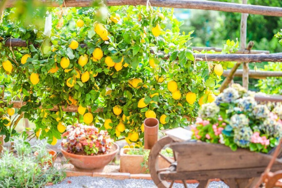 Amalfi: Cooking Class and Farmhouse Visit With Meal - Lemon grove relaxation: hammocks, coastal views, and no rush