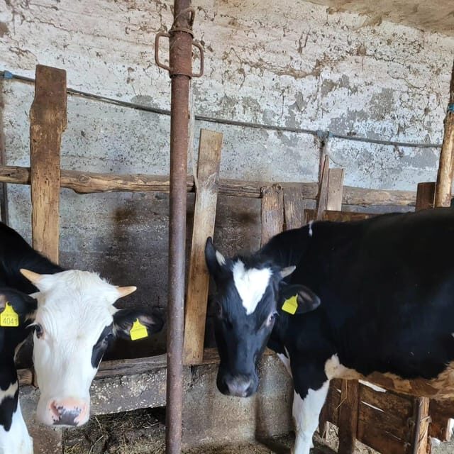 Amalfi: Learn how to make pasta, mozzarella and tiramisù! - Mozzarella From the Farm Cow, Not the Supermarket