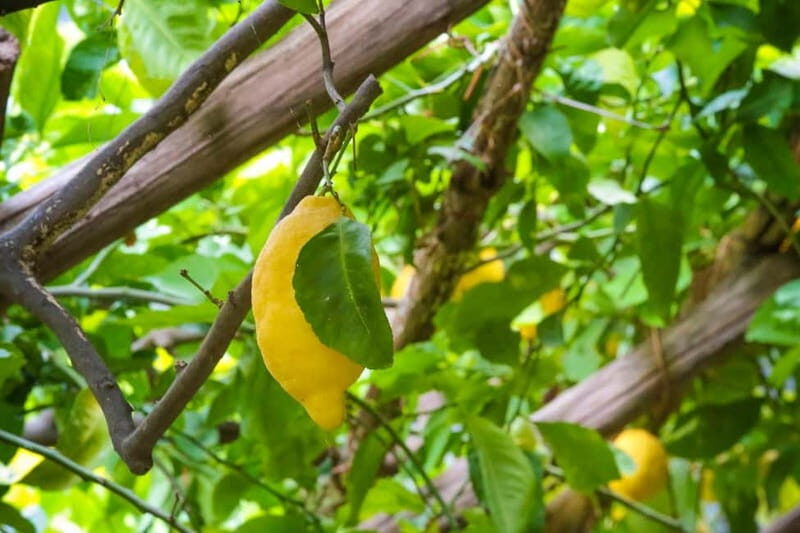 Amalfi Organic Lemon Tour & Wine Tasting + Dinner or Lunch - Amalfi Historical Garden Lemon Tour: what makes this one different