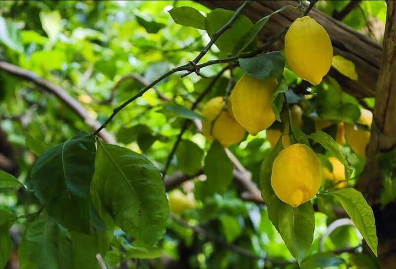 Amalfi Organic Lemon Tour & Wine Tasting + Dinner or Lunch - The 100% organic lemon groves: terraces, water engineering, and real farming