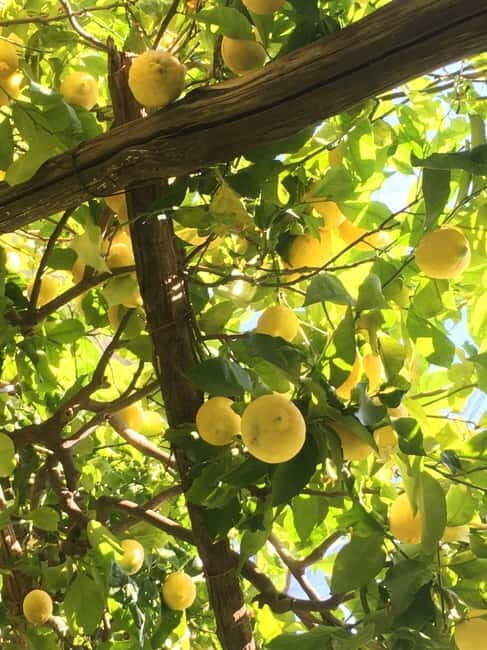Amalfi Organic Lemon Tour & Wine Tasting + Dinner or Lunch - Who should book this (and who should skip it)