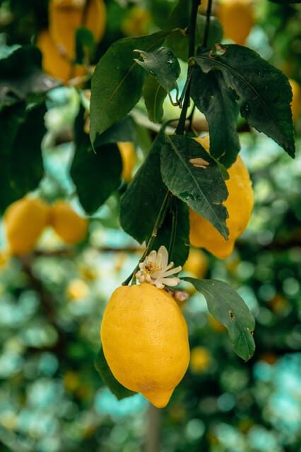 Amalfi: Vertical Lemon Farm Tour, Tastings, and Rural Museum - Getting to Via delle Cartiere 59 and the Amalfi Lemon Experience shop
