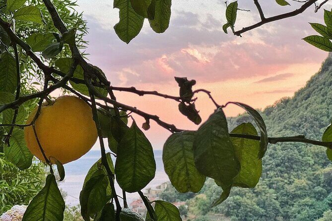 Authentic Amalfi Lemon Tour & Tasting in the Historical Garden - Walking the terraces up toward Pontone: what the 90 minutes actually includes