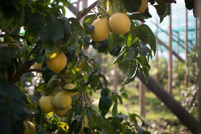 Guided tour of the history and tradition of the Sorrento lemon - The Grove Walk: Ovale di Sorrento, Sfusato di Amalfi, and Cedar