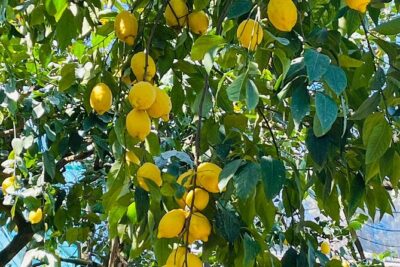 Guided tour of the history and tradition of the Sorrento lemon - Pizzo Garden and the Historic 19th-Century Estate Moment