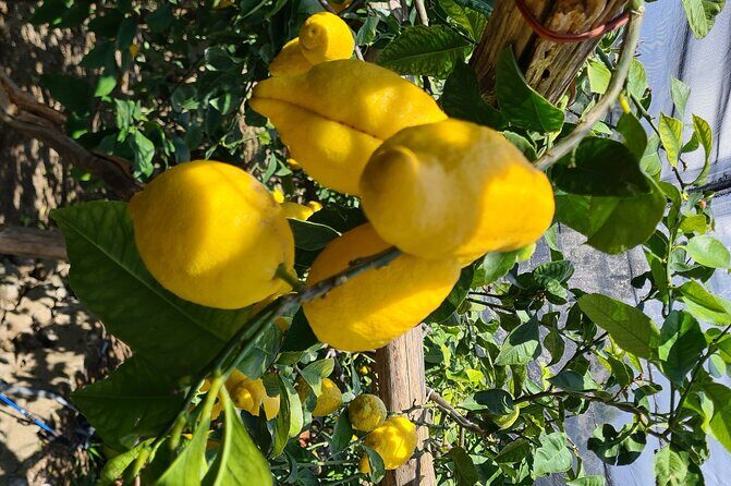 Lemon path hike - Amalfi coast - Quick highlights on the Amalfi Coast Lemon Path