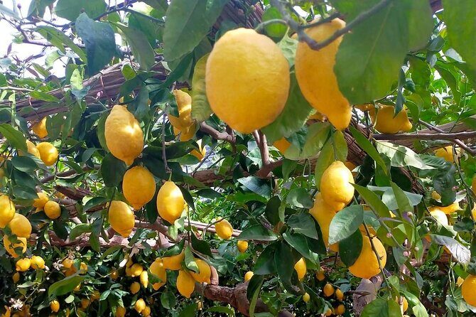 Lemon path hike - Amalfi coast - The lemon garden tasting: what to budget and what to expect