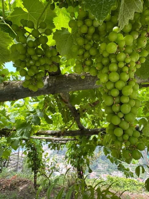 Maiori: Hiking Tour to A Lemon Farm with Lemon Tastings - Key things you’ll notice on this Maiori lemon-farm hike