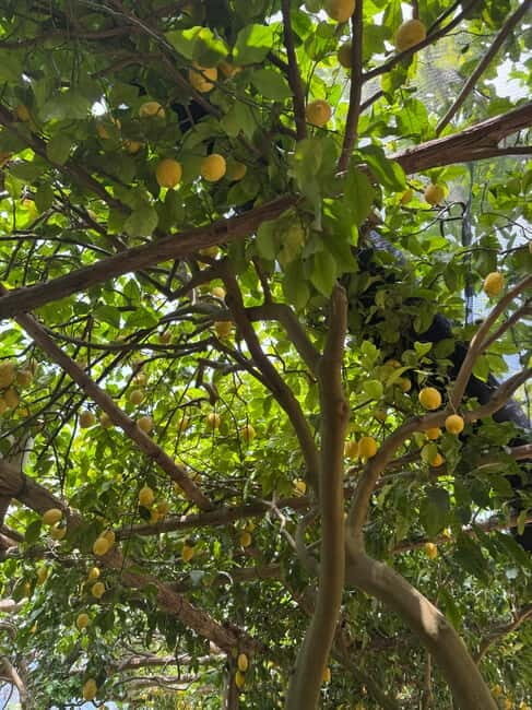 Maiori: Hiking Tour to A Lemon Farm with Lemon Tastings - Lemon Country Above Maiori: what makes this tour work