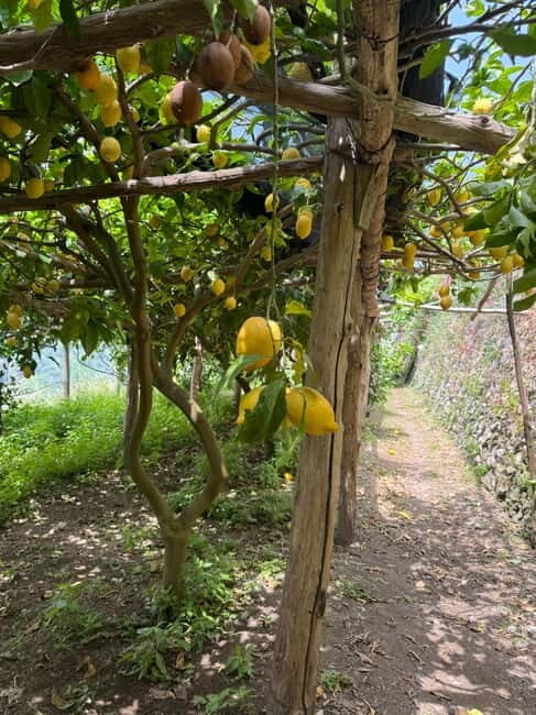 Maiori: Hiking Tour to A Lemon Farm with Lemon Tastings - Via San Pietro and the lemon-scented climb: where the views show up