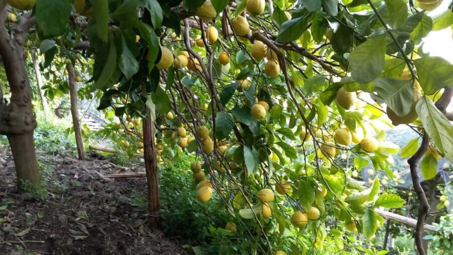 Maiori: Hiking Tour to A Lemon Farm with Lemon Tastings - Price and value: what you’re paying for at $67.97