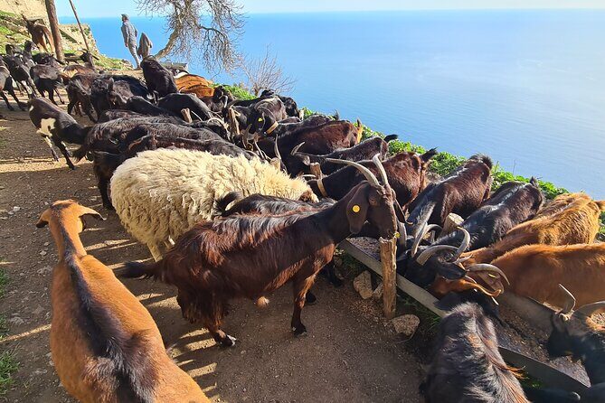 Path of Gods Hike, with Food Experience at Shepherd's Hut - What your guide teaches: herbs, agriculture, and local legend