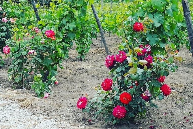 Pompei Archeological site and Wine tasting Experience - Who This Tour Suits Best (And Who Might Want a Different Plan)