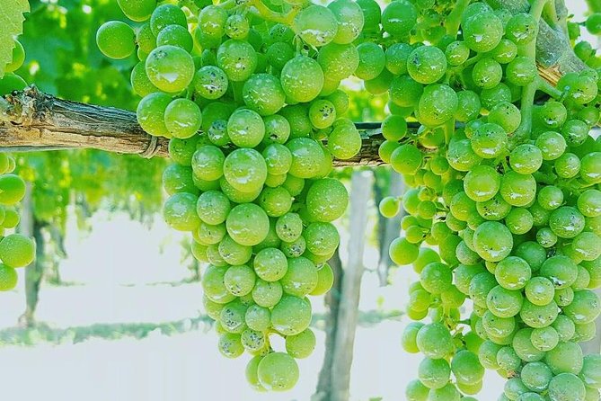 Pompei Archeological site and Wine tasting Experience - Pompeii’s Two-Hour Guided Walk in Plain English