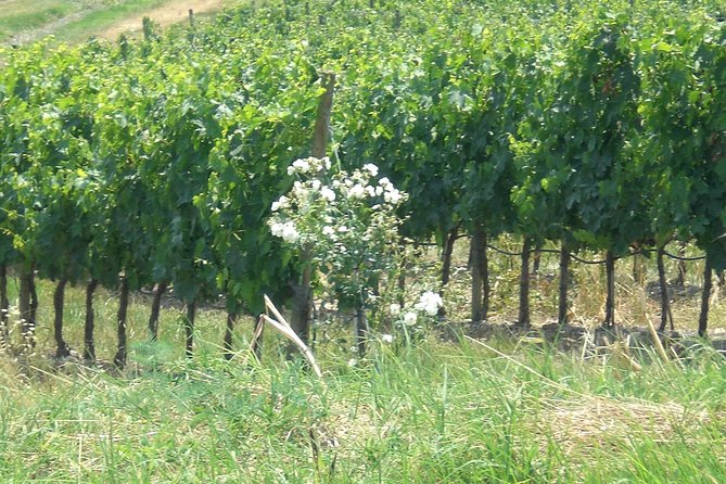 Private day tour to Pompei ,winery, Sorrento from Napoli/Salerno/Amalfi/Positano - The Vesuvius Winery Lunch: 6 Wines, Setaro Pasta, and Pastiera
