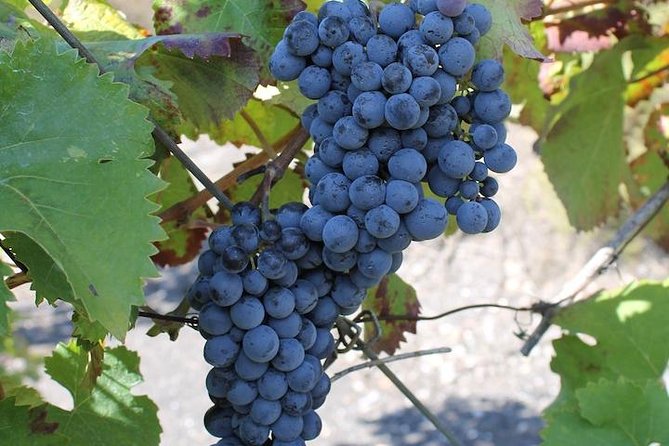 Private day tour to Pompei ,winery, Sorrento from Napoli/Salerno/Amalfi/Positano - Should You Book This Private Pompeii, Winery, and Sorrento Tour?