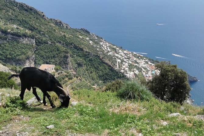 Private Guided Tour to the Path of the Gods - Half day - What’s included (and what you pay for)