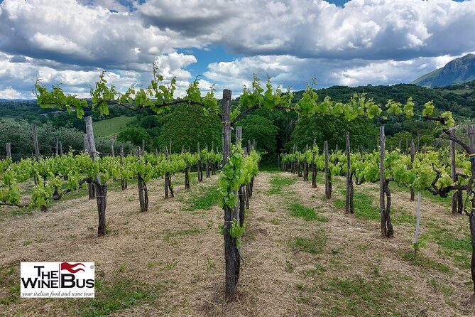 Private Irpinia Wine Tour from POSITANO, AMALFI or RAVELLO - Price and inclusions: what you get before you even taste