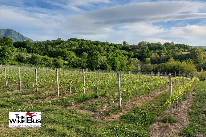 Private Irpinia Wine Tour from POSITANO, AMALFI or RAVELLO - How the six-wine tutoring works (and how to taste smarter)