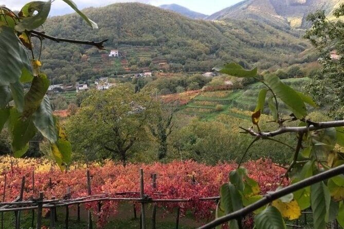 Tenuta San Francesco Wine Tasting - Pre-phylloxera vineyards: why this part matters more than a photo stop