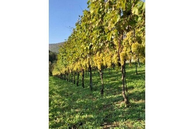 Tenuta San Francesco Wine Tasting - Food pairing tips so you get more out of every sip
