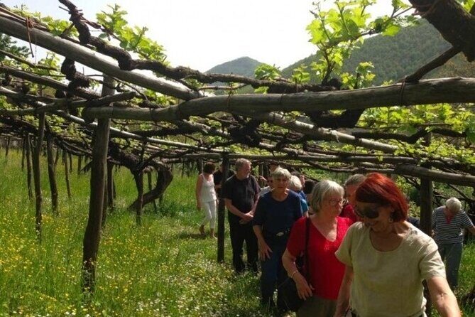 Tenuta San Francesco Wine Tasting - 11:30 in Tramonti: finding Tenuta San Francesco without stress