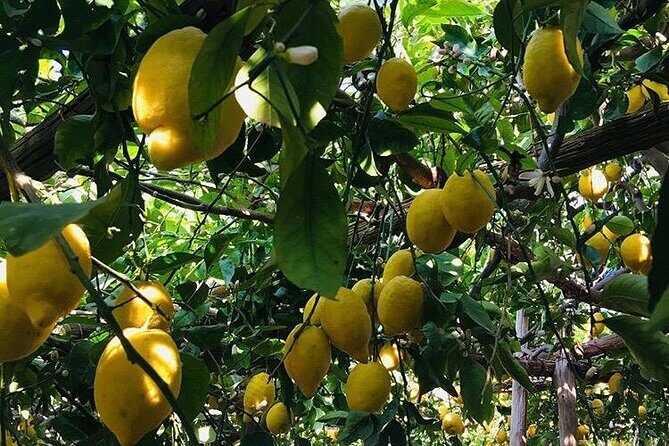 Walking tour from Minori to Maiori along the Path of the Lemons - Where the guide earns their keep: stories, local names, and smart stops