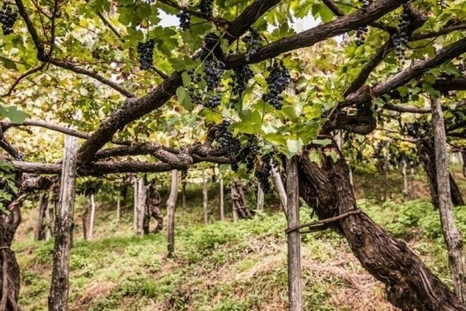 Wine tasting at the Apicella winery - Why Apicella Winery Feels Like Real Tramonti Wine Country