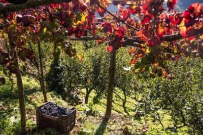 Wine tasting at the Apicella winery - A’ Scippata Prephylloxera Vineyard Walk: Short and Meaningful