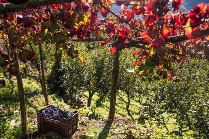 Wine tasting at the Apicella winery - A’ Scippata Prephylloxera Vineyard Walk: Short and Meaningful
