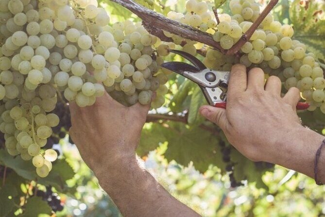 Wine Tour (lunch included) - Lunch in the cellar: typical dishes paired with your tasting