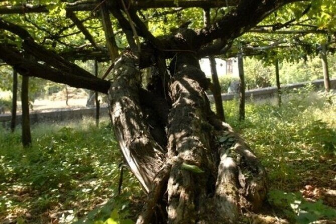 Wine Tour (lunch included) - Tenuta San Francesco: Tintore talk and a guided first tasting